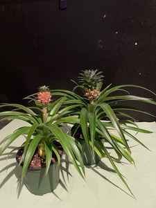 4" Mini Pineapple