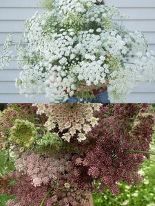 Queen Anne's lace