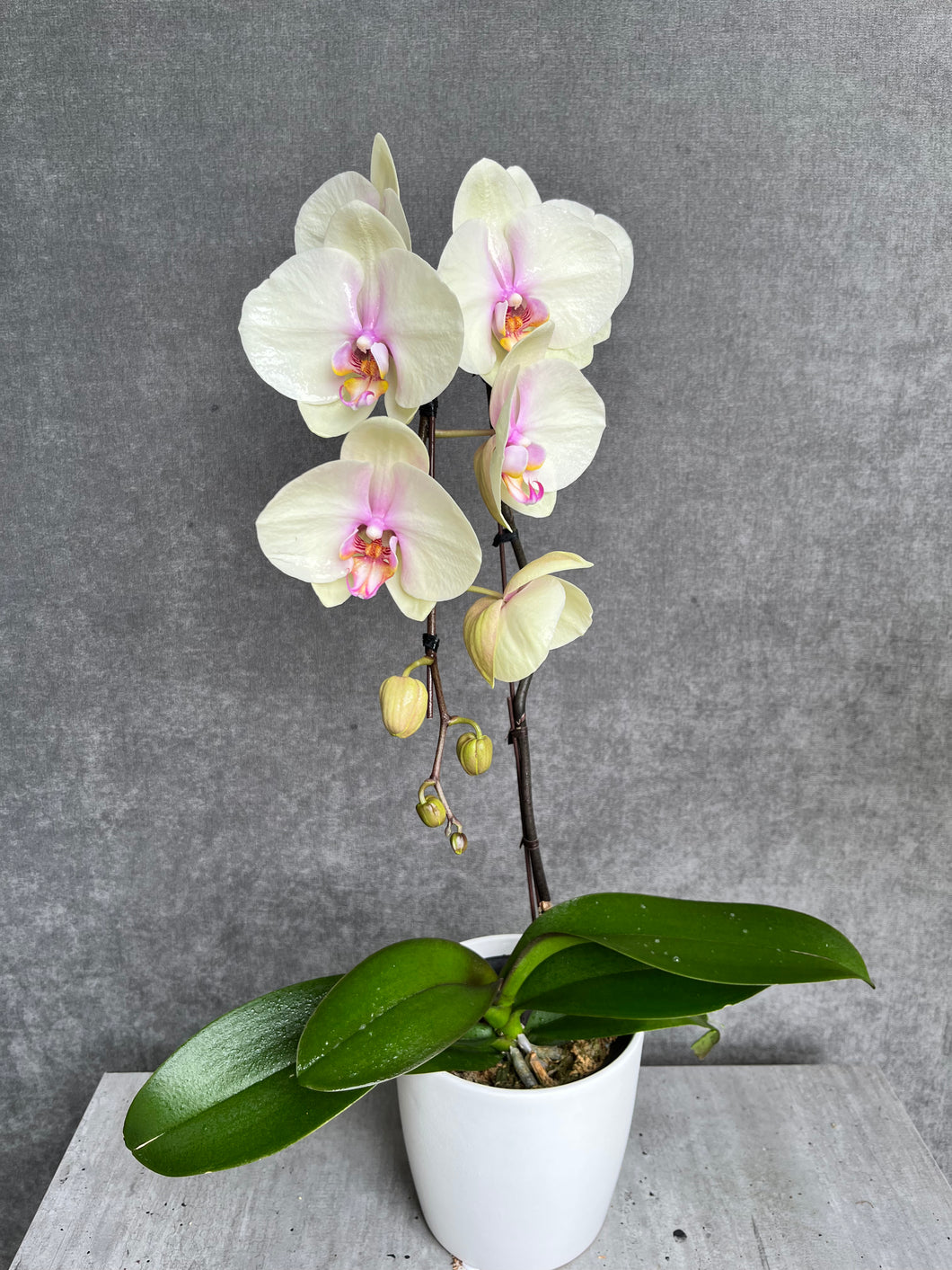 White Single-Stem Orchid Planter